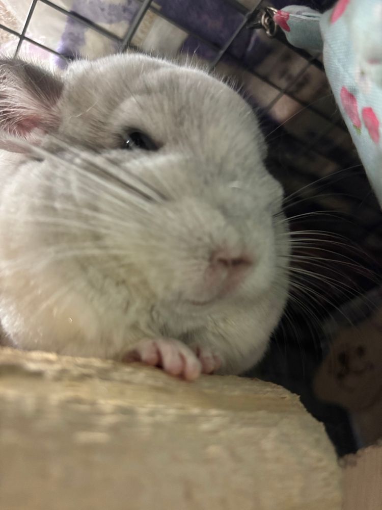 チンチラのぽむ