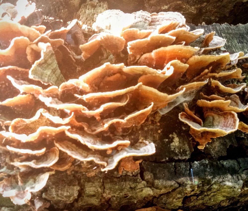 Further down the same tree stump are more mushrooms, mostly orange in hue. These also have visible striated ring-like patterns.