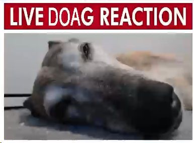 my retired racing greyhound, hoagy, with the caption "LIVE DOAG REACTION". he is lying on his side on the carpet, looking into the camera with sleepy eyes.