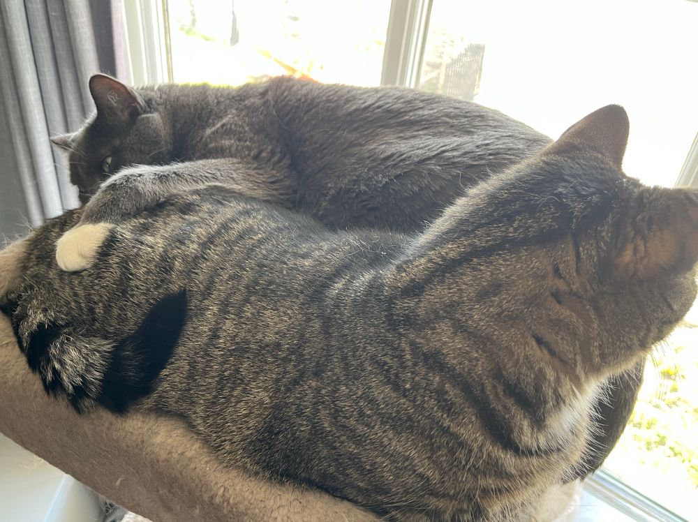 My two male cats crammed in the top of their cat tree. Facing opposite directions. With one having is paw around the other. 