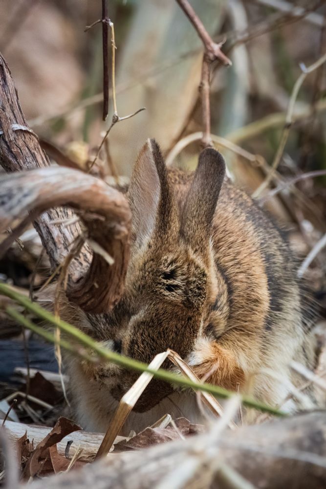 An eastern cottontail using its paws to wash its eyes.