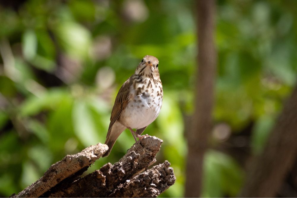 A curious woodland thrush poses on a tree stump in a patch of sunshine on an early spring morning.