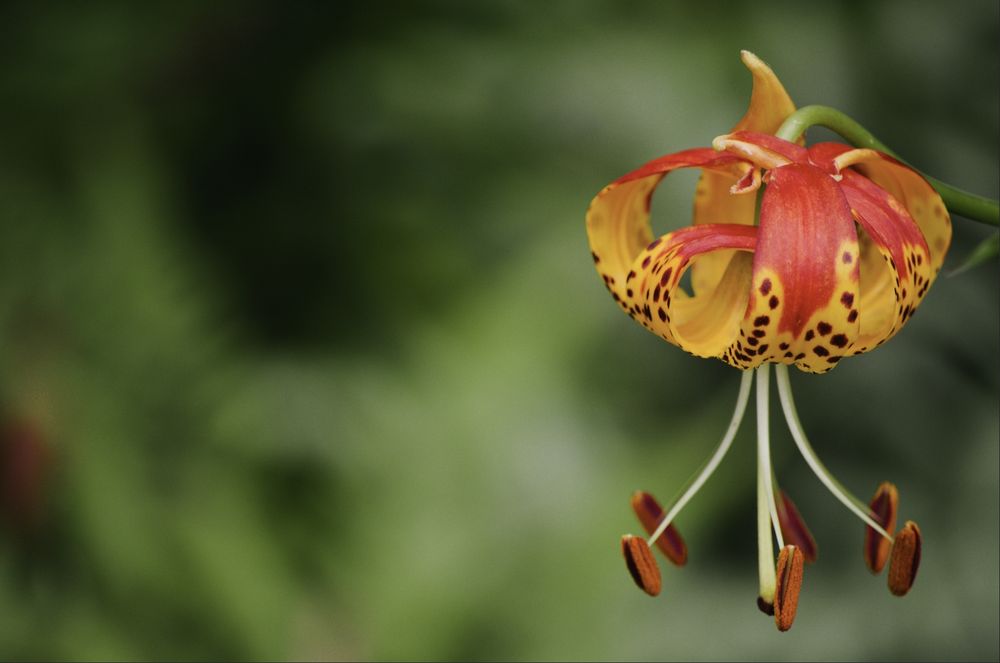A curled up red and yellow leopard lily flower with spotted petals with the image snipped directly from the RawTherapee preview pane instead of saved by Rawtherapee.