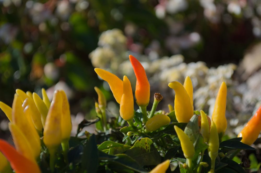 A pepper plant with multiple yellow peppers growing straight up and a few warm orange peppers scattered about.