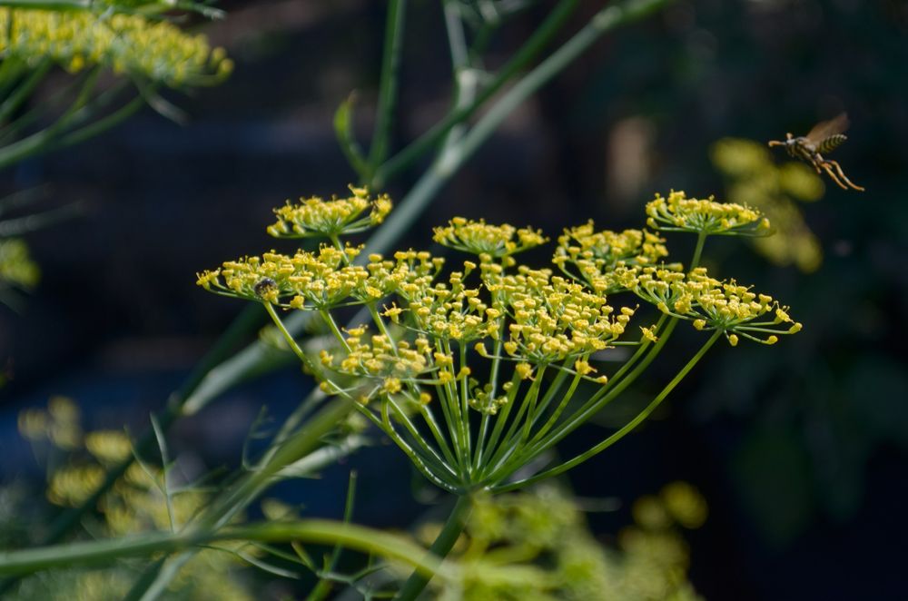 Yellow wild fennel blossoms (these better not be yarrow) with a wasp coming in for a landing from the top right.