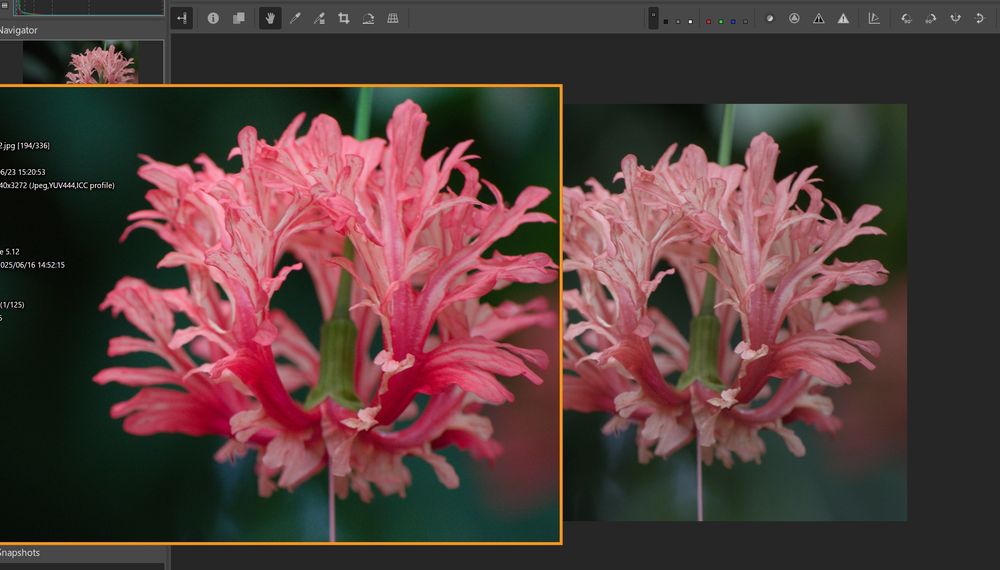 Left a super over-saturated bubblegum pink flower. Right side: same flower with normal coloring levels.