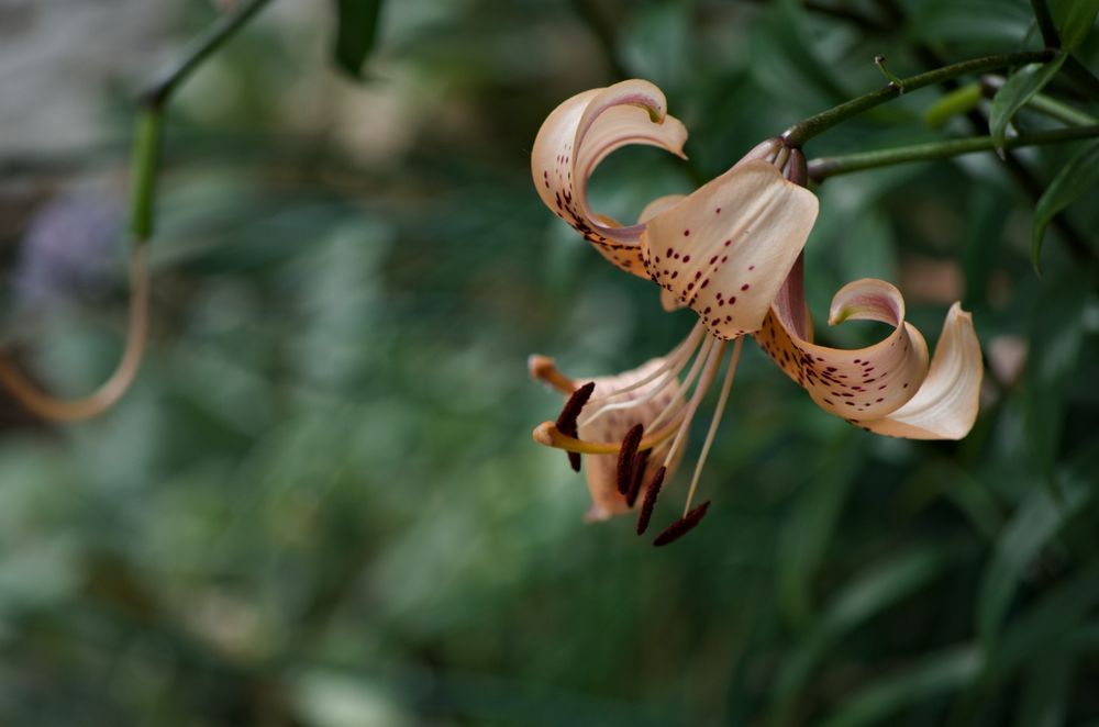 A peach colored leopard lily with petals curled back towards the stem. The petals are mottled with reddish brown spots.
