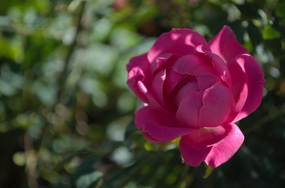 An extremely bulbous, extremely pink, rose. Light is highlighting the petals from the side and behind