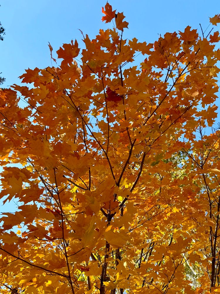 Orange leaves and blue sky.