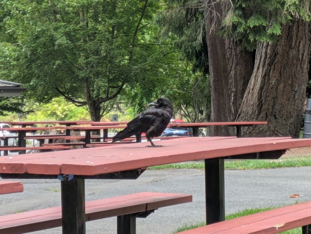 a photo of a large crow on a picnic table in a park looking over its shoulder
