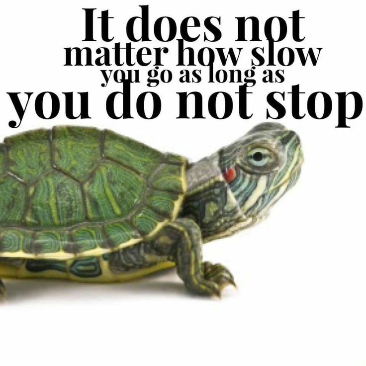 A picture of a tortoise. Words read "It does not matter how slow you go as long as you do not stop."
