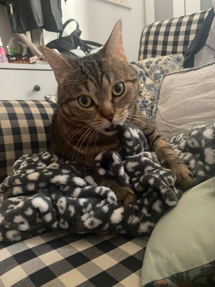 Picture of a tabby cat sat on an armchair with a grey leopard print blanket in their mouth.