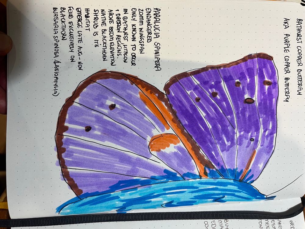 My reference pic of the copper wing butterfly