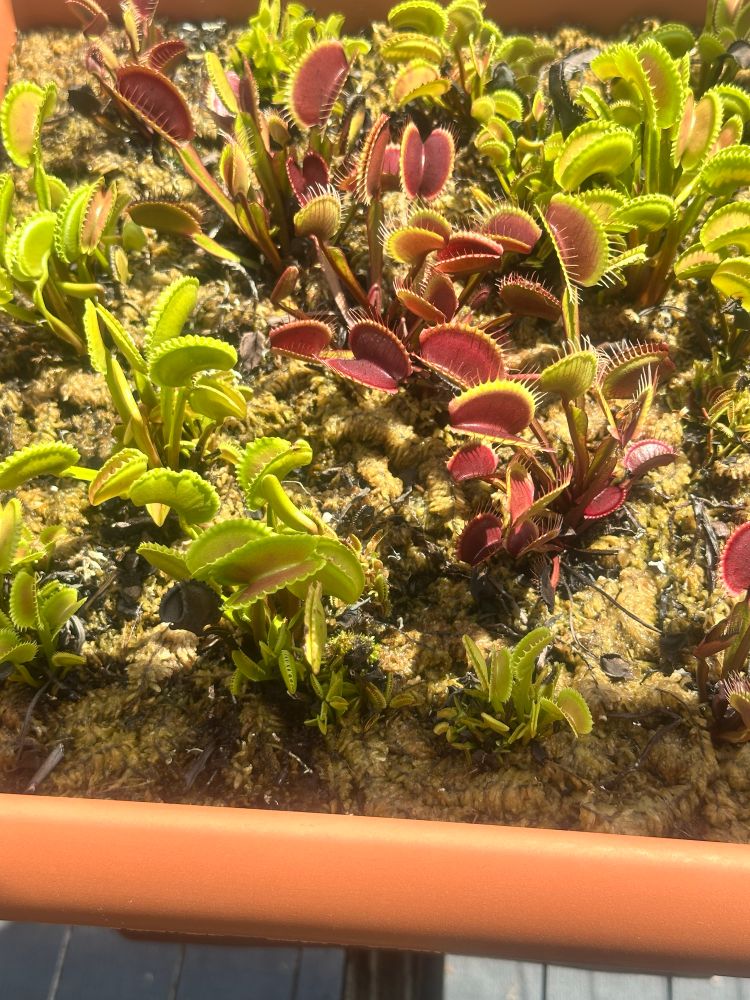Venus fly traps