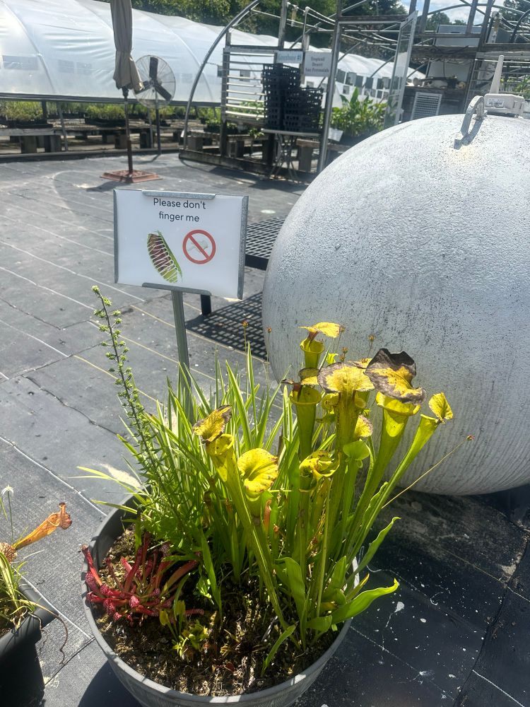 Pitcher plants w/a sign that says, “please dont finger me”