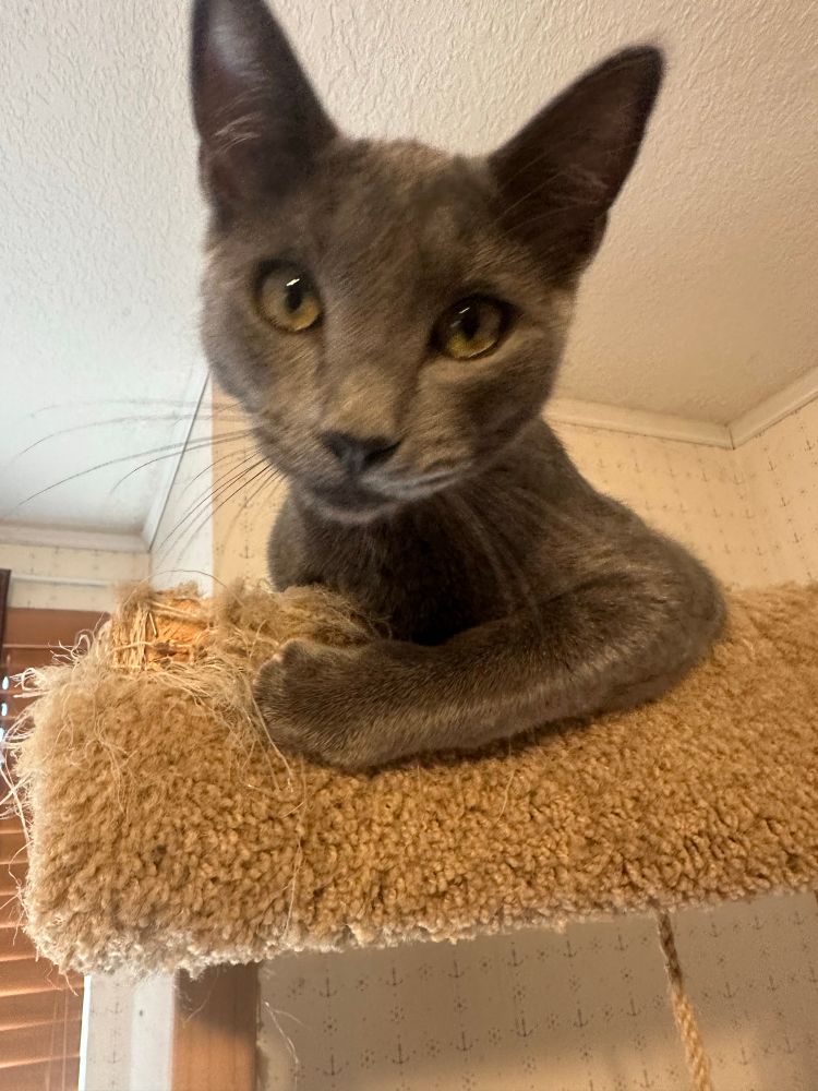 Gray cat with large ears