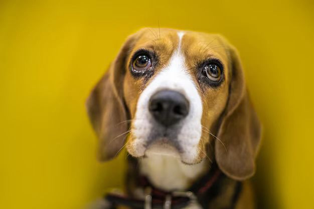 Sad beagle