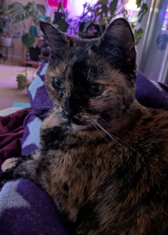 Close picture of Mia the tortoiseshell cat hanging out