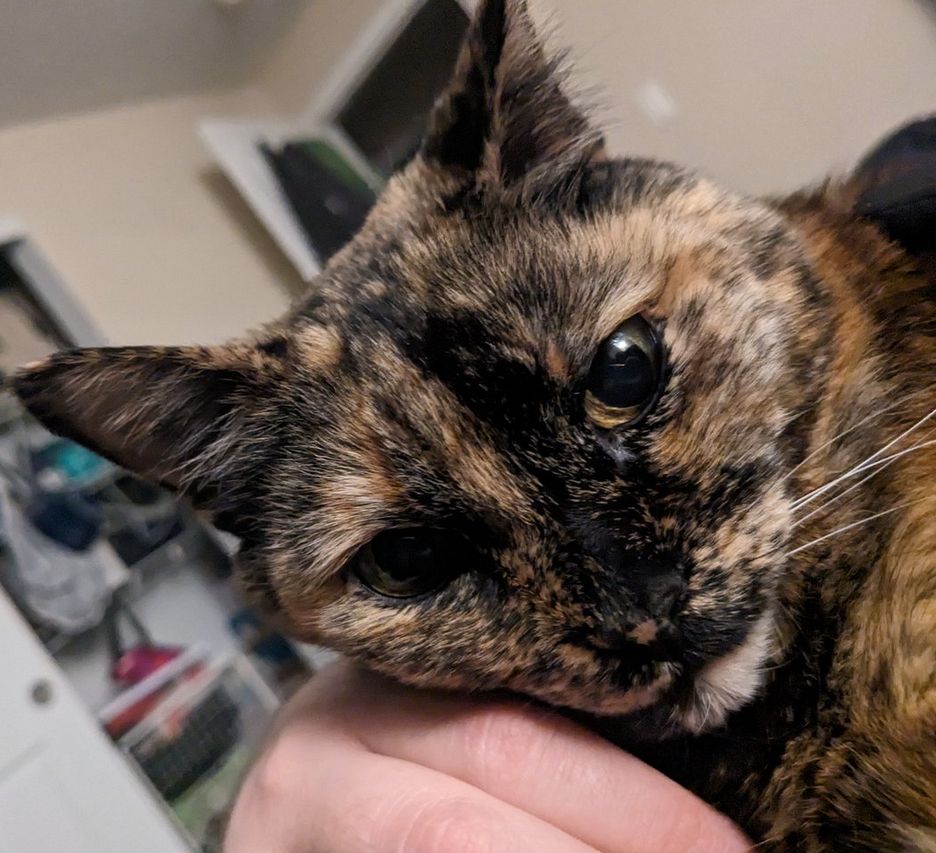 Mia the cat ready for her close-up.