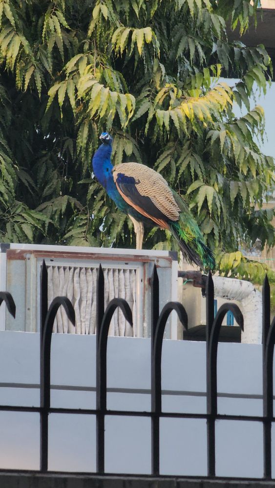 Peacock sitting on a rooftop in Delhi 