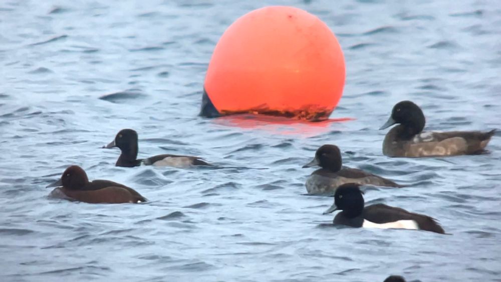 Ferruginous, Ring-necked and Tufted Ducks and Greater Scaup