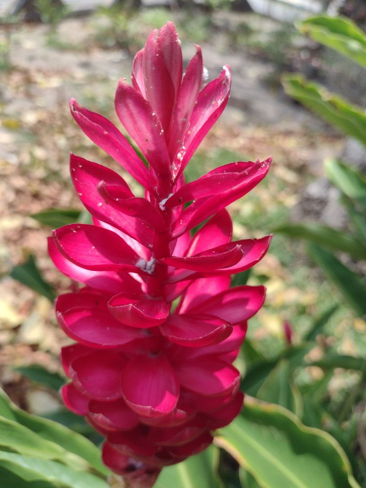 Outra foto de uma alpínia purpurata tirada bem de perto.