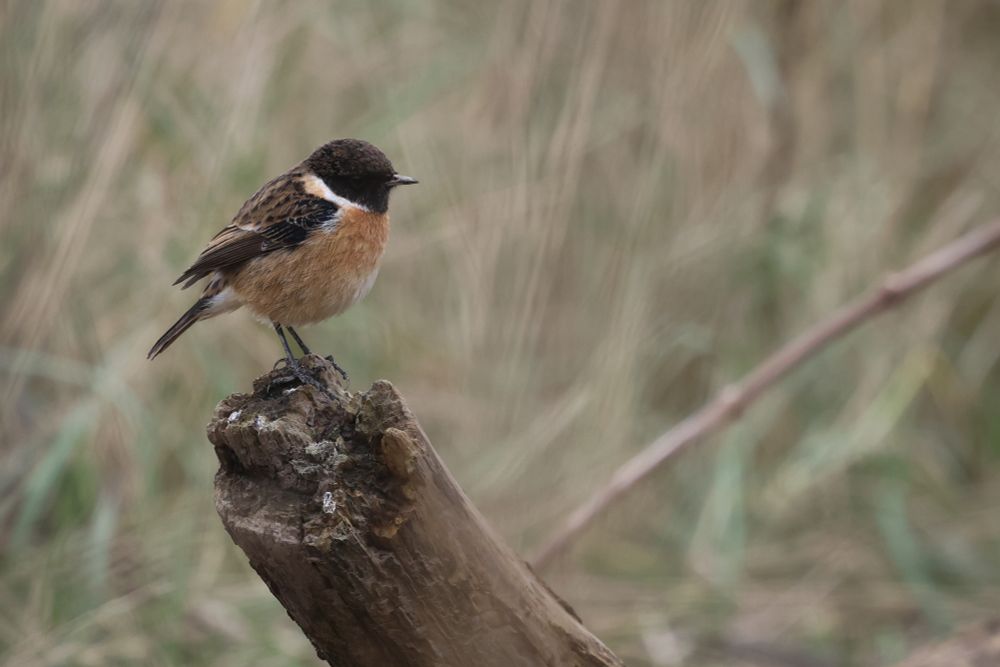 male Stonechat