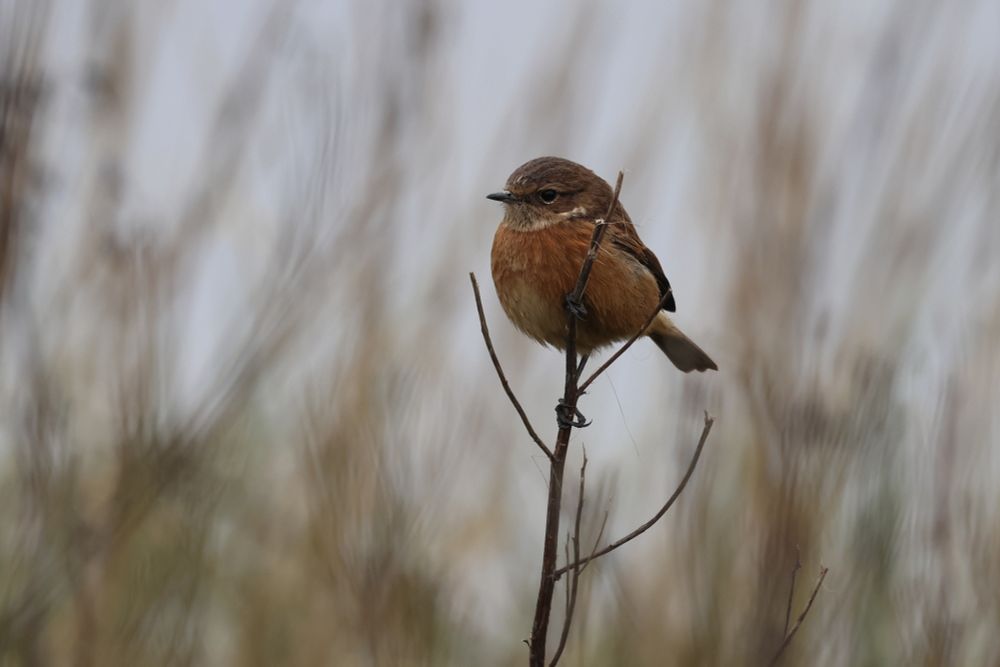 female Stonechat