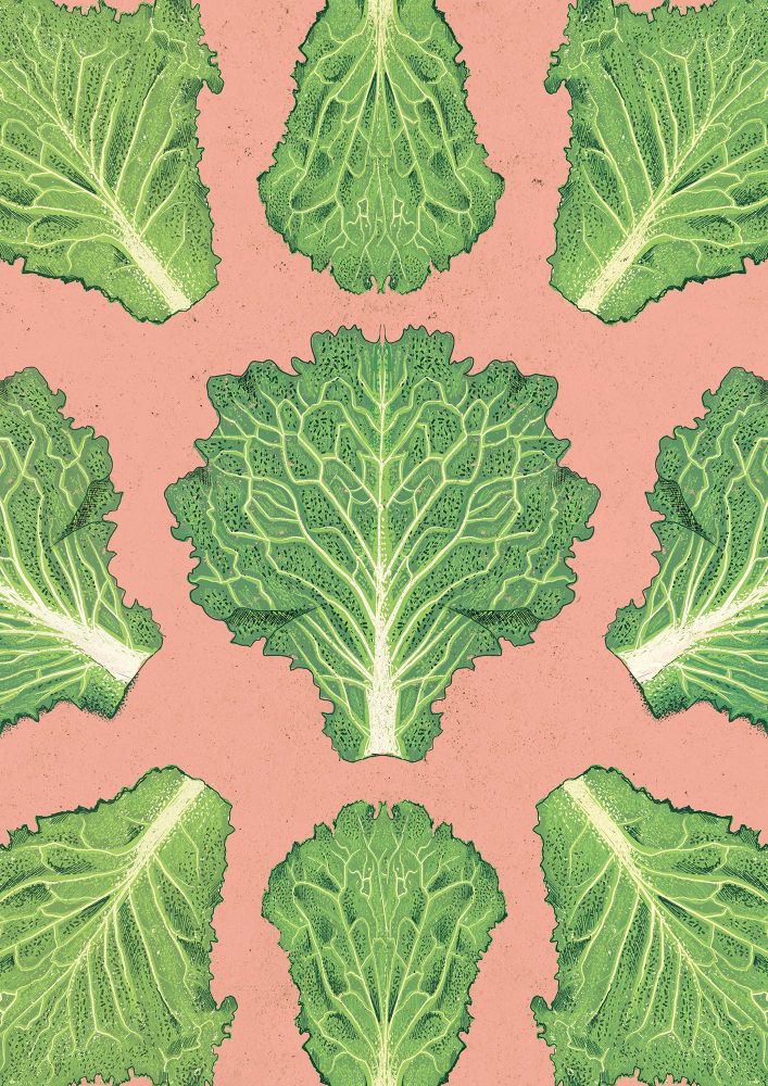 Full illustration depicting lettuce on a pink background in a repeat pattern. The illustrations are detailed and textured. 