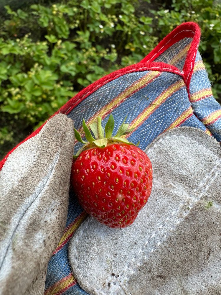 Mansikka, jordgubbe, strawberry.