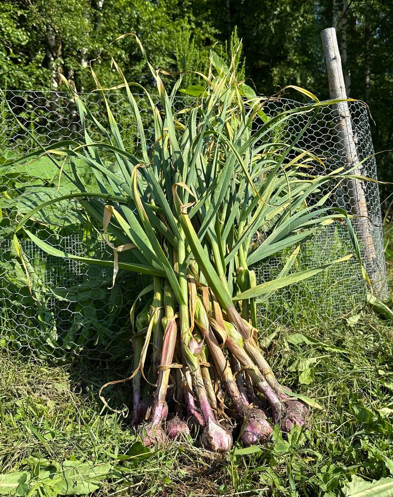 Freshly picked garlic!