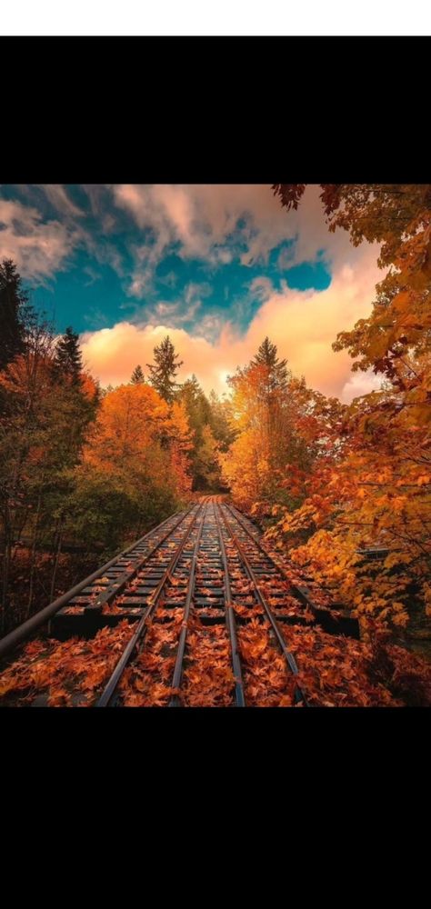Arbres flamboyants le long de rails où de superbes feuilles dorées jonchent le sol