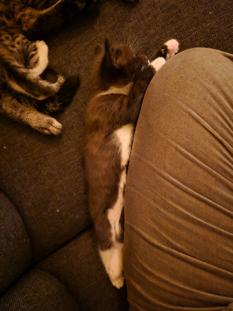 A tiny tuxedo kitten is snoozing against my leg. Some other kittens are in the background 