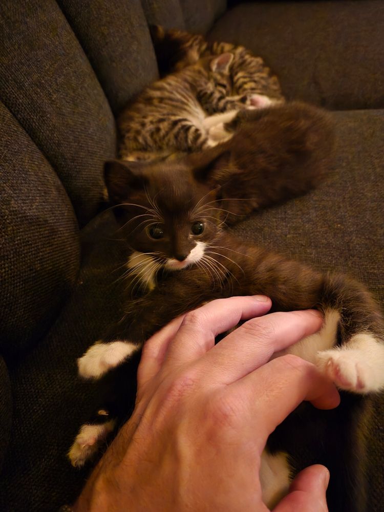 The same tuxedo kitten is lying on her side and getting belly rubs. She has really big eyes and white whiskers. There are 3 more kittens cuddling in the backgound