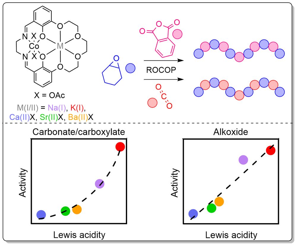 Graphical abstract for “Structure-Activity Relationships for s-Block Metal/Co(III) Heterodinuclear Catalysts in Cyclohexene Oxide Ring-Opening Copolymerizations”.