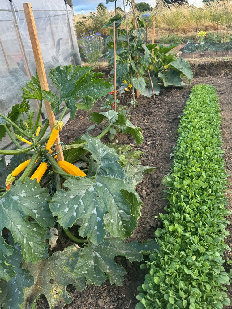 Courgette (yellow and green varieties) with cucumber planted in between and a row of fenugreek. 
