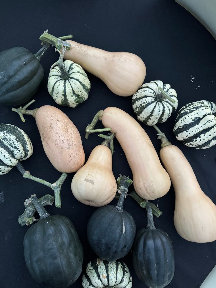 5 butternut squashes, 5 sweet dumplings and 4 acorn shaped pumpkins. 
