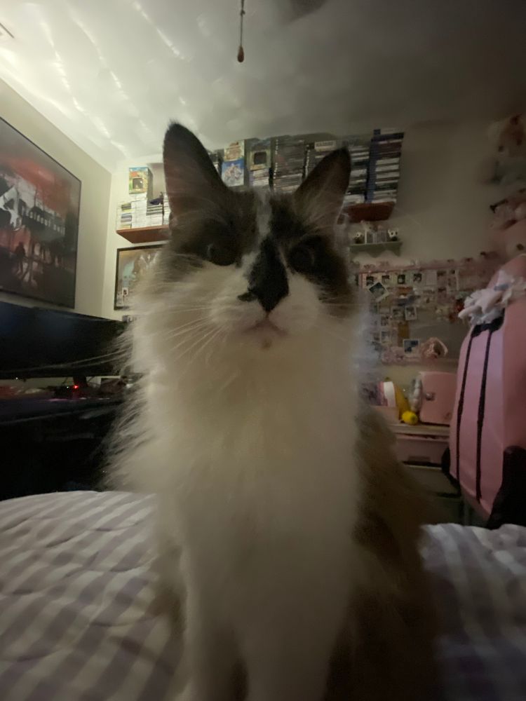 Norman the cat in a wide angle shot