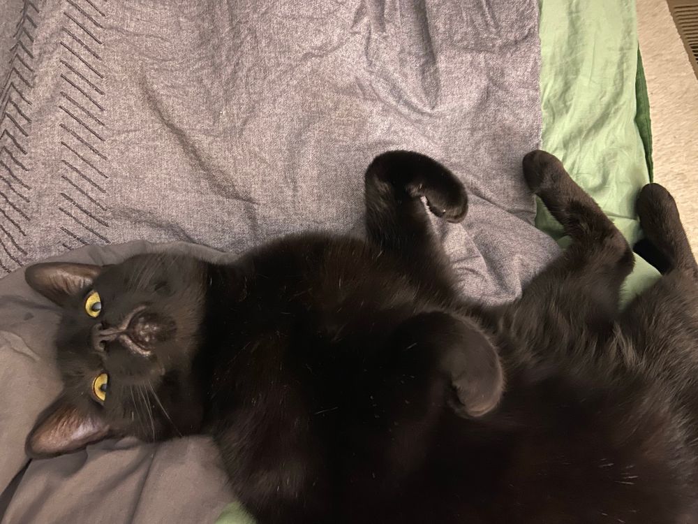 Black cat on his back with front paws curled up. 