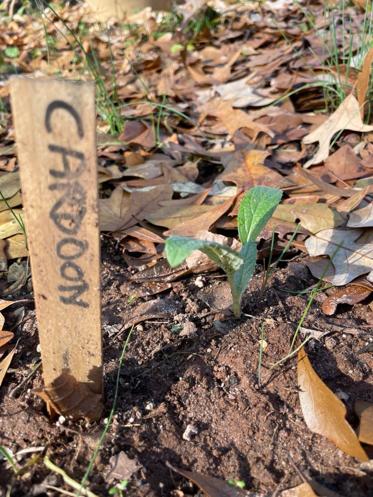 Cardoon seedling December 2004