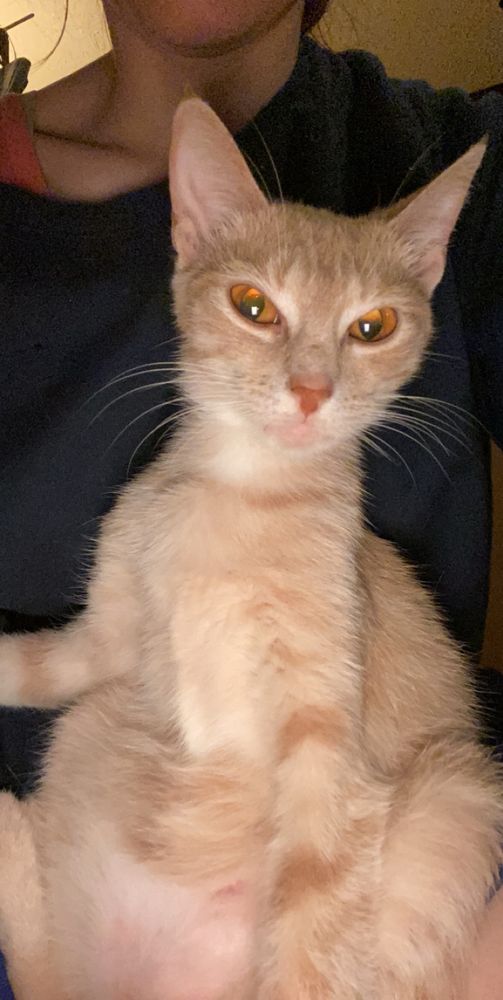 a yellow cat sitting in a funky position in someone’s arms with big orange eyes filled with evil thoughts