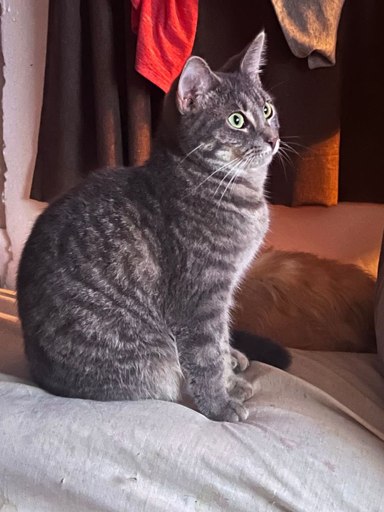 gray stripped cat with jade green eyes sitting on a bed with a tv reflected in her eyes