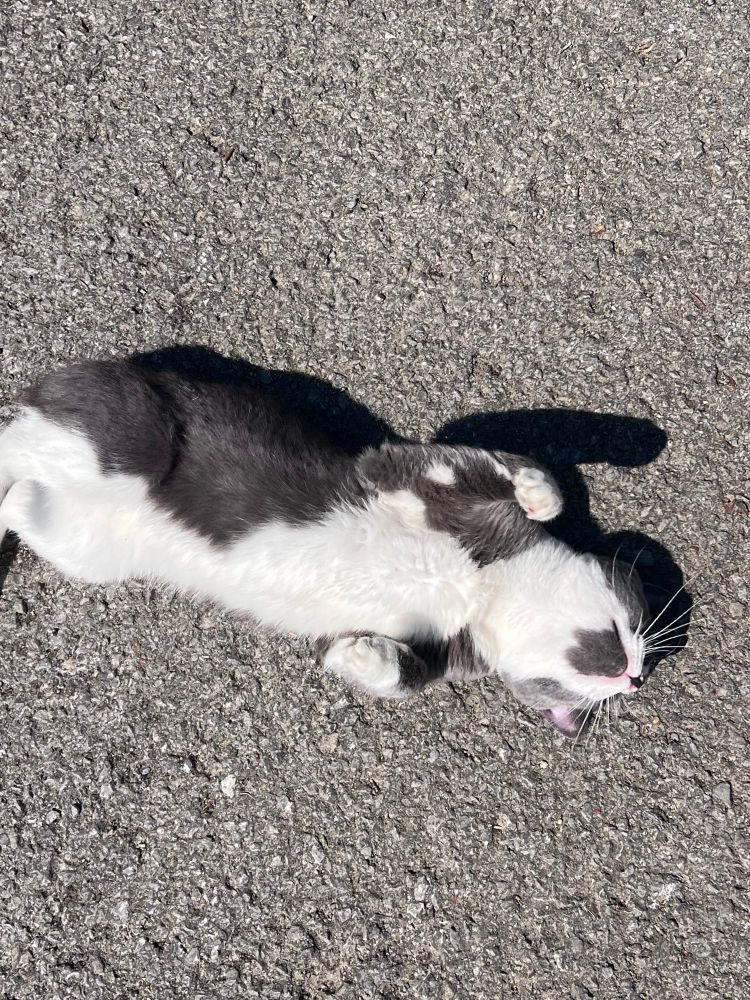 a gray and white cat tolled over on his back on the concrete