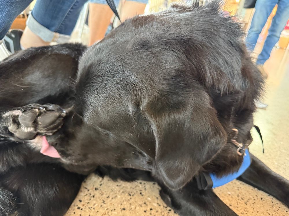 A very large black Labrador is resting on the ground, his head turned to his big back foot, his pink tongue is out licking a back foot. His name is Sheldon and his owner says he has allergies that make his feet itch. 