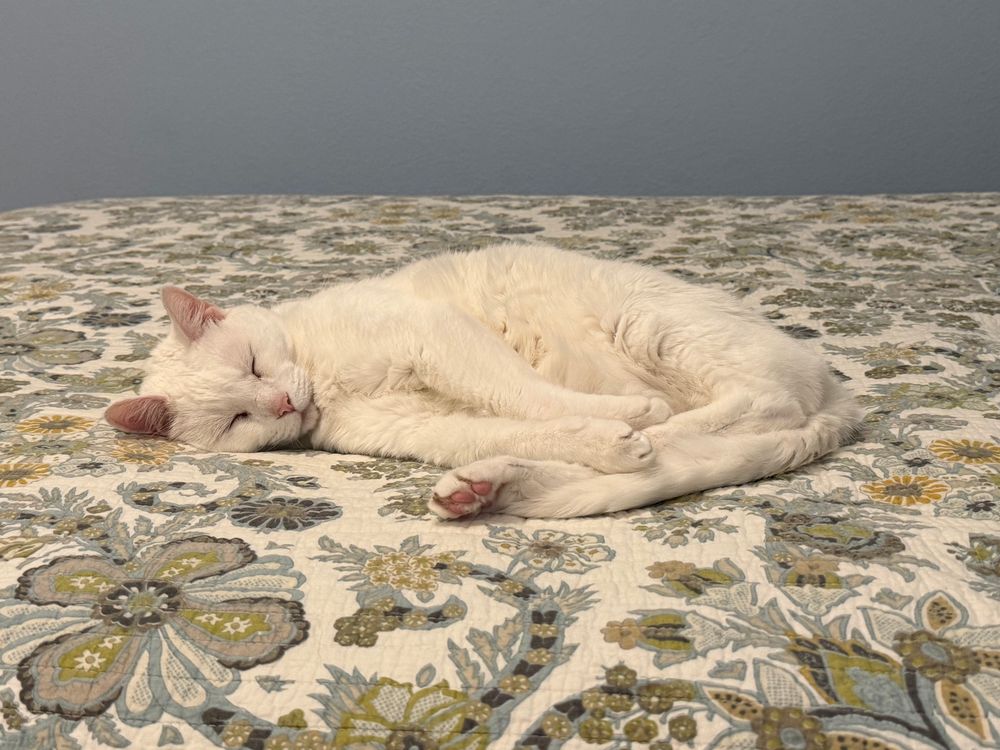 Daisy, a white cat with a sweet pink nose and ears, is sound asleep on a muted green, white, beige and blue flowered bed quilt. Her from feet’s are stretched long and resting on top of her front feets, and her tail is wrapped around her back legs. 