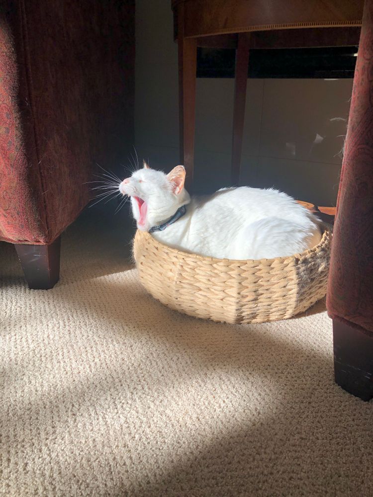A white cat with pink ears is curled up in a cozy circular basket. Her mouth is wide open with fang teeth showing; she appears to be screaming into the void. 
