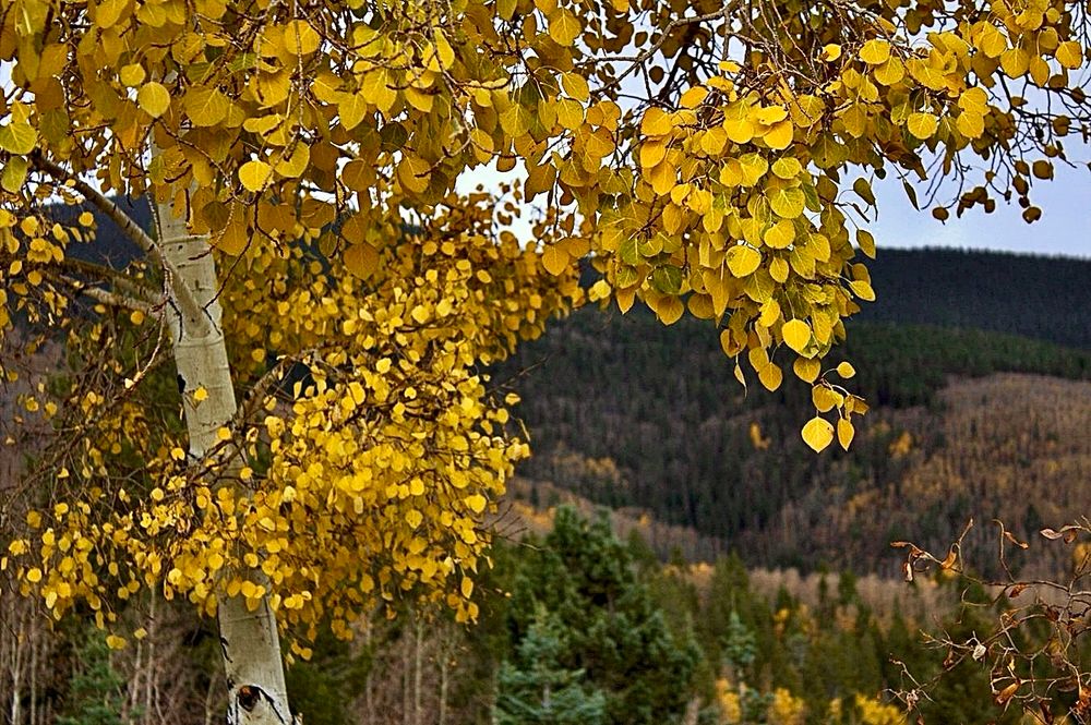 Santa Fe aspen 
