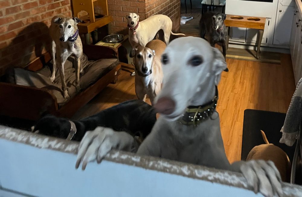 Multiple greyhounds in a kitchen. One is on their hind legs peering over a half door.
