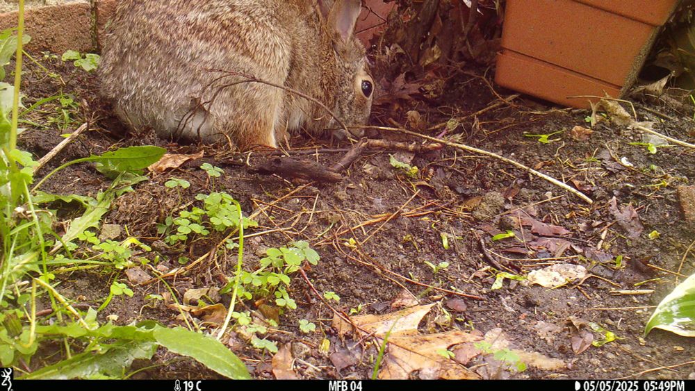 Trail Camera Image taken at 5:49 pm.  Mother rabbit nosing the ground near a planter.  The nest is under the ground. 
