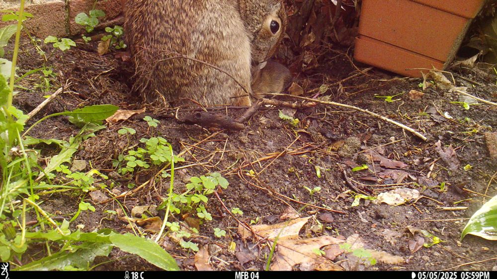 Trail Camera Image taken at 5:59 pm.  Mother rabbit has back to camera, but head turned in profile, and is leaning down over a baby that can be seen partially hidden behind mother. 